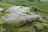 Stone Tortoise and Frog - Peak District - Derbyshire