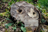 The Owl - Coleton Fishacre - Devon