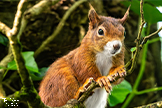 Future Wildlife
